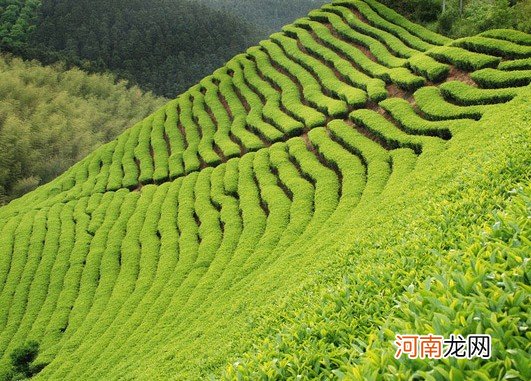 5大武夷岩茶功效全方位诠释 岩茶的功效与作用