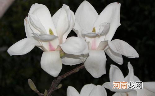 玉兰花茶通鼻窍有特效 玉兰花茶是什么茶