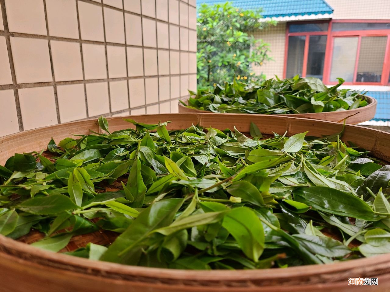家庭手工制作绿茶 原叶绿茶做法