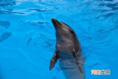 海豚是保护动物吗 海豚是几级保护动物