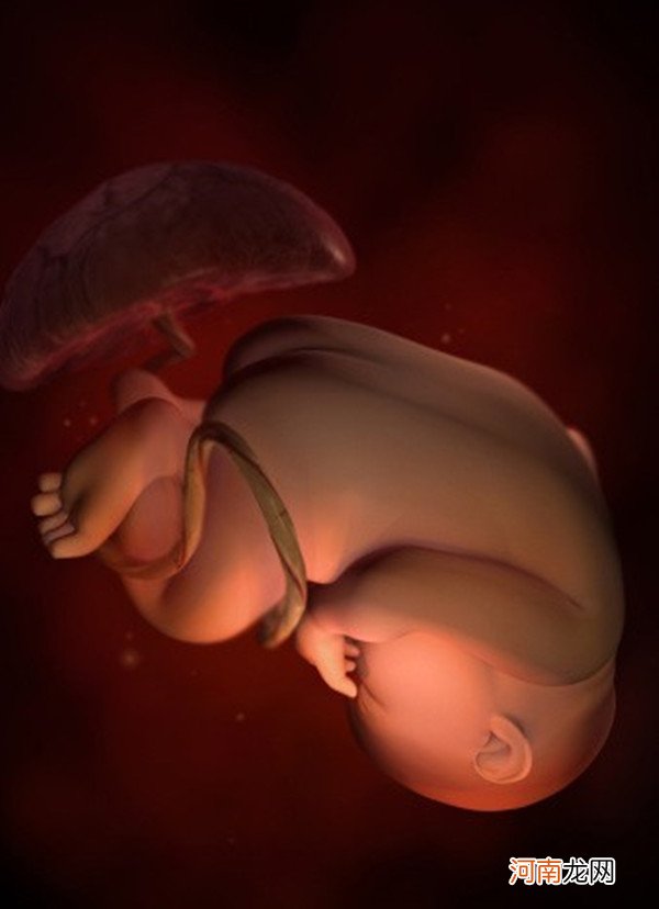 胎儿发育过程图 孕1-40周胎儿发育详细过程图