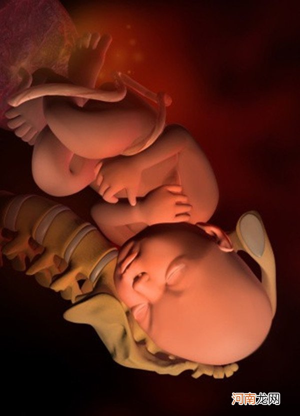 胎儿发育过程图 孕1-40周胎儿发育详细过程图