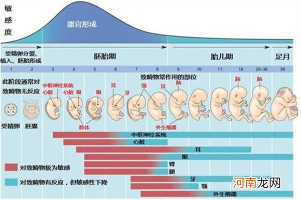 胚胎发育过程图详解 怀孕1-10个月胎儿发育详情