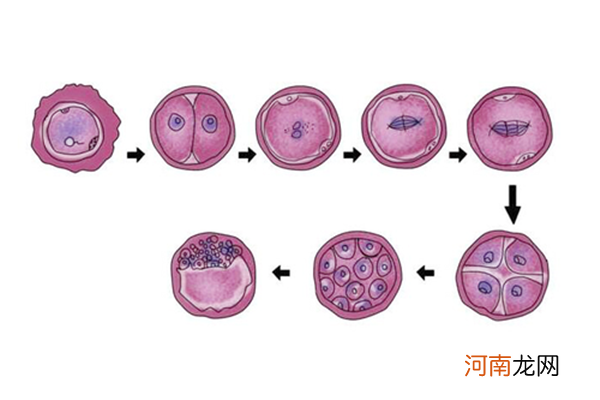 胚胎发育过程图详解 怀孕1-10个月胎儿发育详情