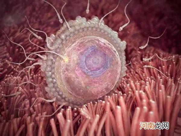 胚胎发育过程图详解 怀孕1-10个月胎儿发育详情