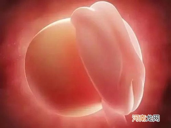 胚胎发育过程图详解 怀孕1-10个月胎儿发育详情