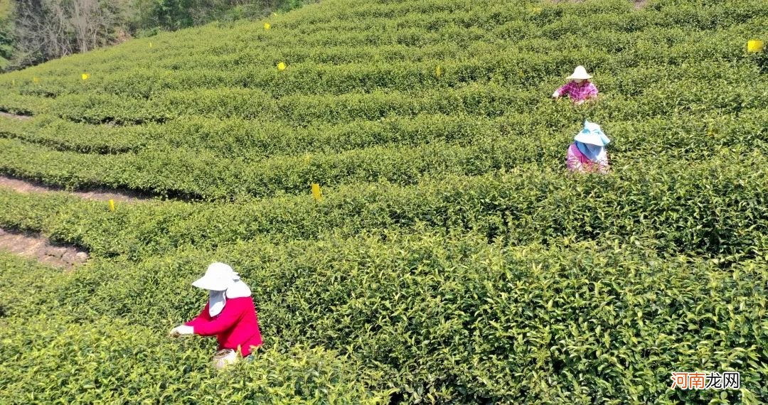 溧阳天目湖白茶 溧阳白茶介绍