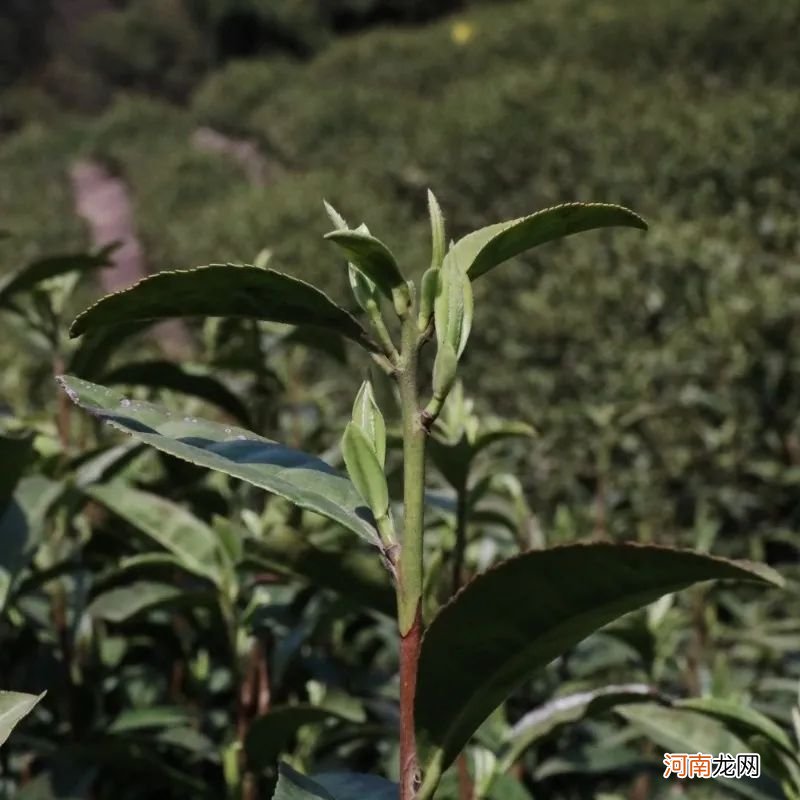 溧阳天目湖白茶 溧阳白茶介绍