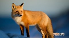 狐狸是保护动物吗 什么狐狸是国家一级保护动物