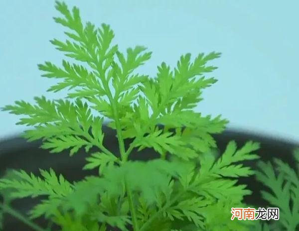 89岁屠呦呦再次震惊世界 屠呦呦的故事