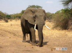 大象的鼻子长长的 大象的长鼻子里有几块骨头？