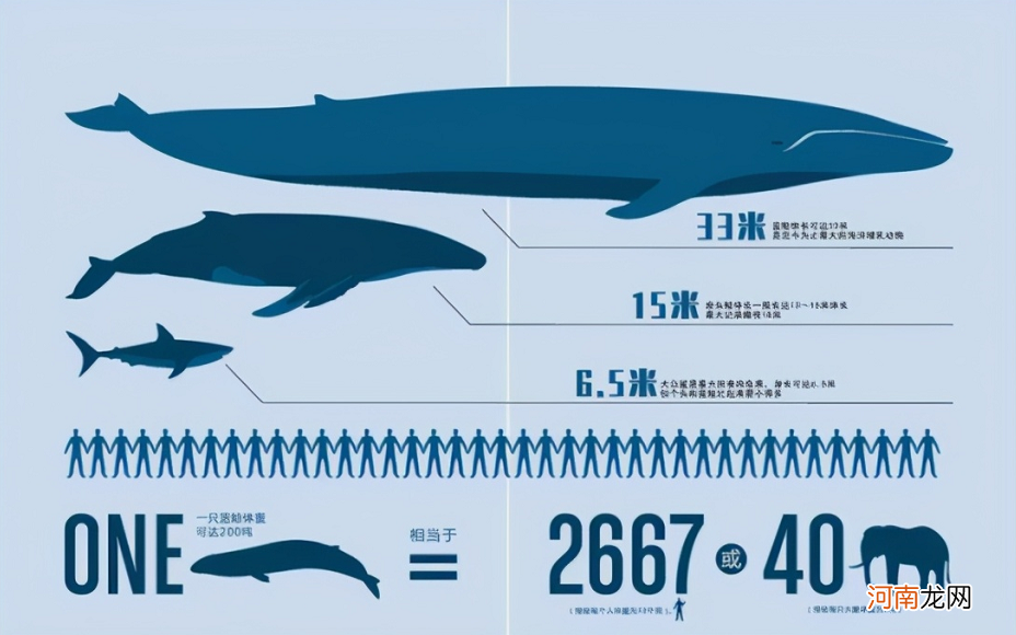 蓝鲸有多大？ 蓝鲸有多长？