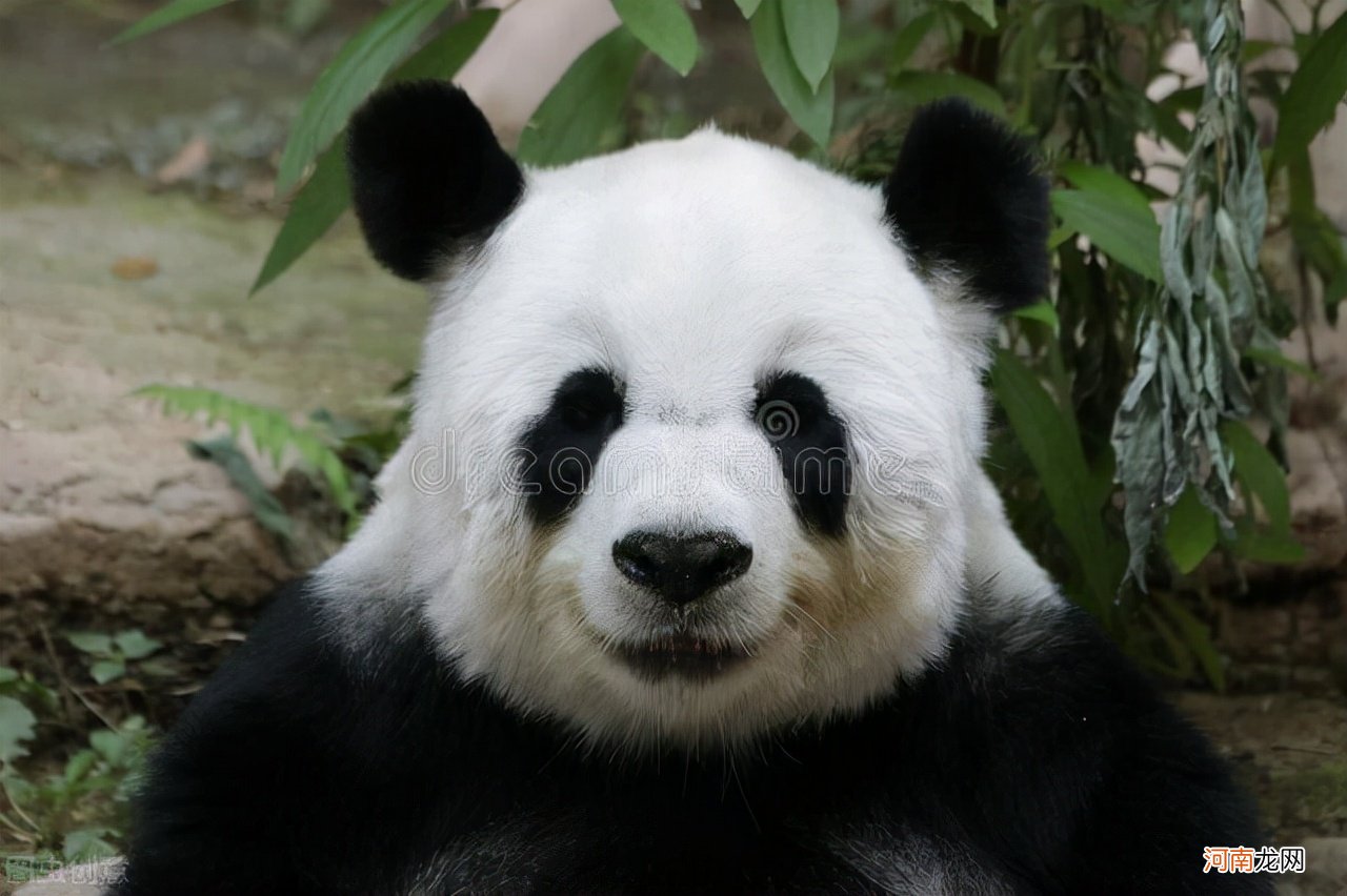 小熊猫的黑眼圈 小熊猫的故事