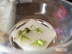 绿豆放水里怎么养 绿豆能在水里生长吗