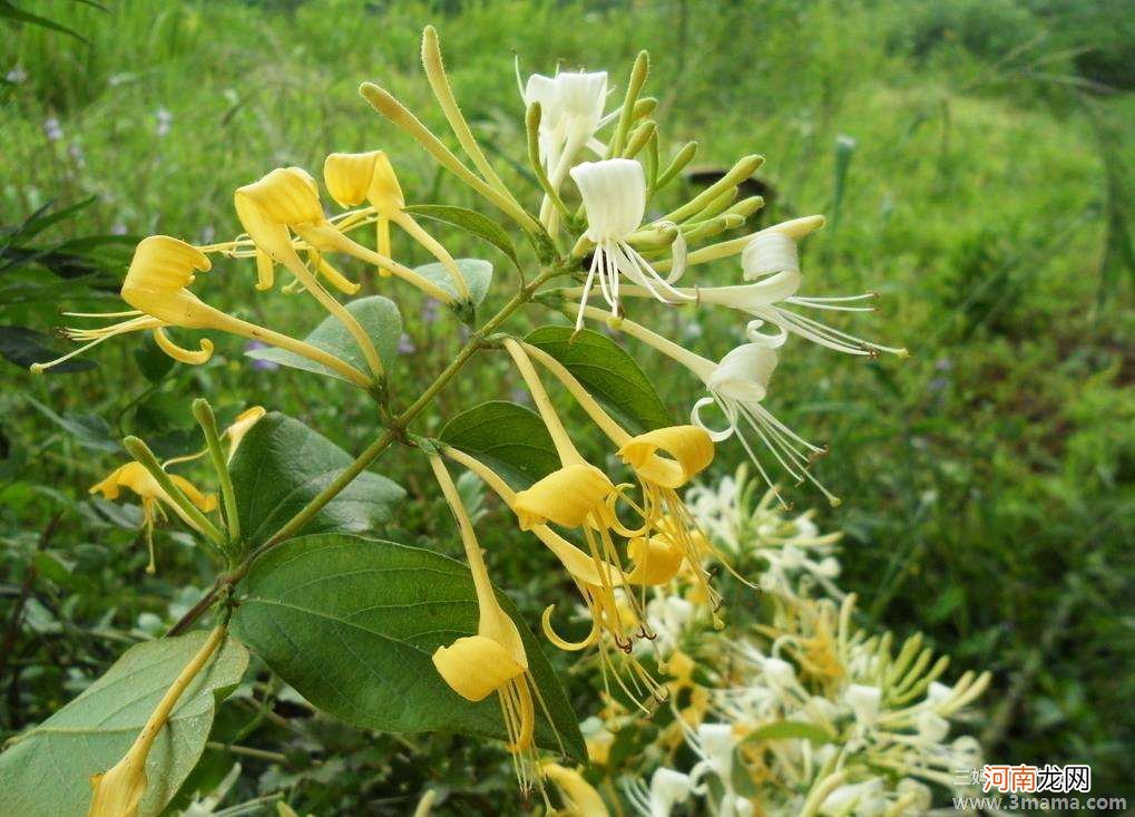 孕晚期可以喝金银花露吗