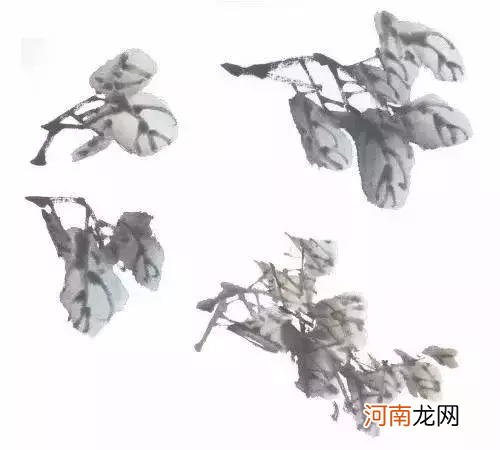 写意柿子的几种画法 国画柿子的几种画法