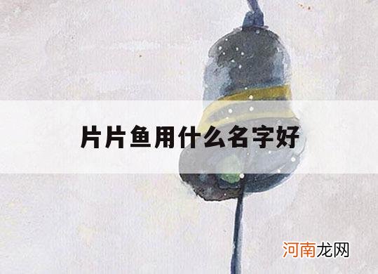 片片鱼用什么名字好_鱼片好听的名字