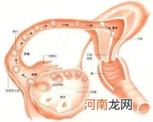 女性有排卵为什么还会不孕呢