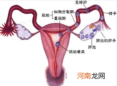 一侧输卵管堵能否怀孕