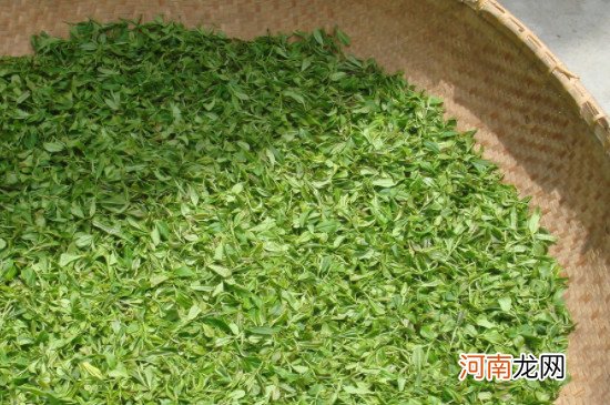 绿茶制作工艺流程 绿茶的制作过程