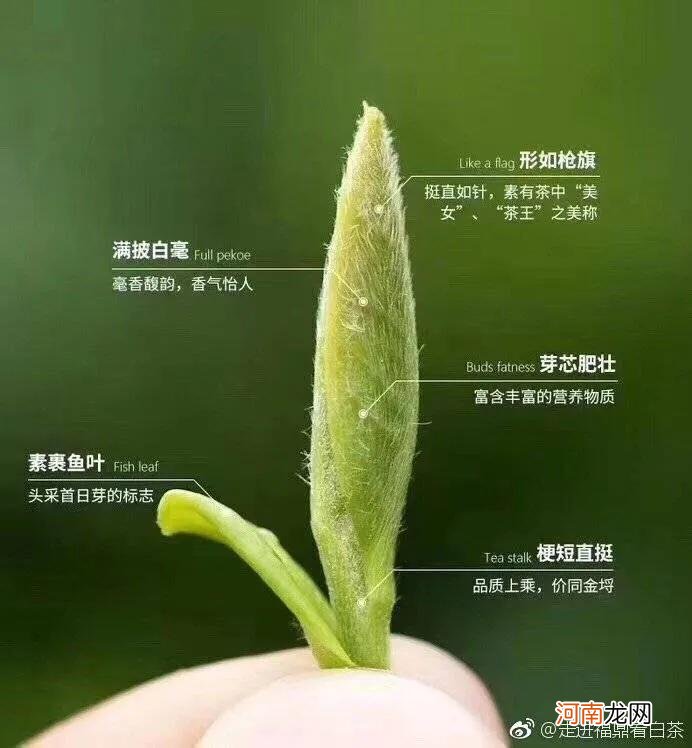 为什么现在白茶这么火？