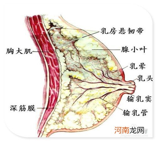 乳房怎么才算硬块