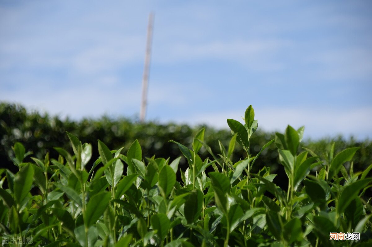 疫情期间多喝茶