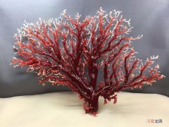 红珊瑚的区分及鉴别和特征分析 红珊瑚真假辨别方法