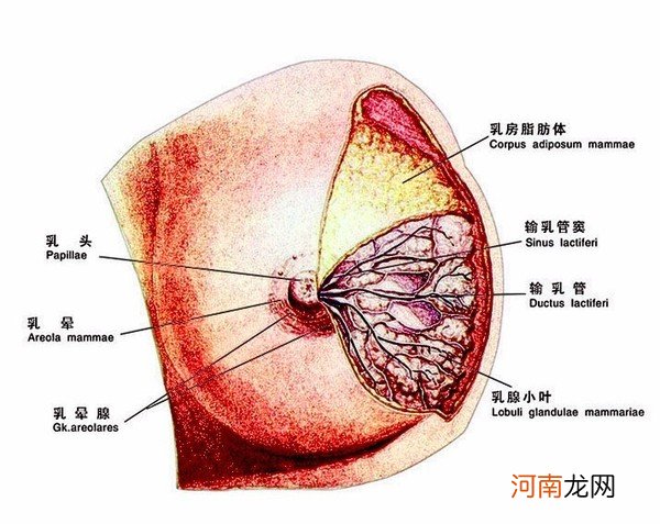 乳腺增生会引起乳腺溢液吗