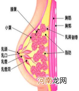 乳腺增生是什么症状图片