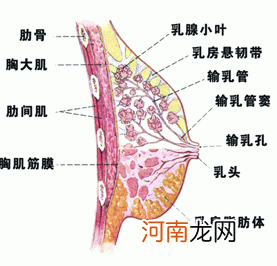 轻微乳腺增生有什么症状