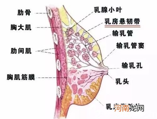 请问乳腺增生有哪些征兆