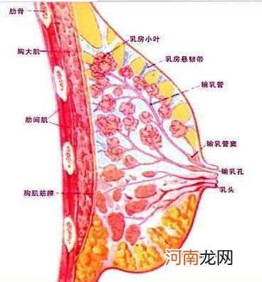 请问乳腺增生有哪些征兆