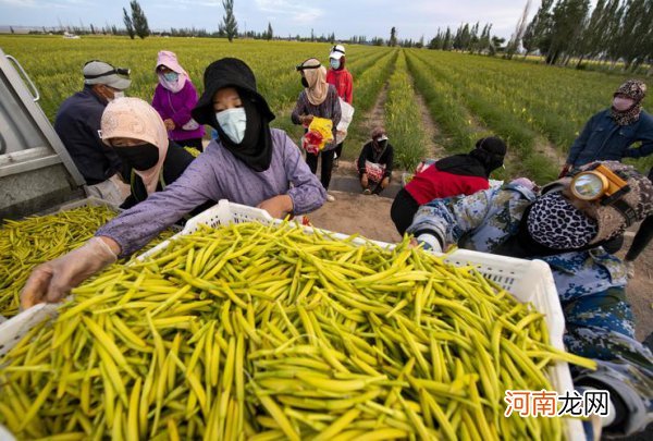 干黄花菜温水泡多久 黄花菜为啥要浸泡2小时以上