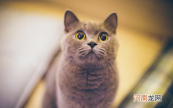 十大宠物猫排名 10大人气最高的宠物猫