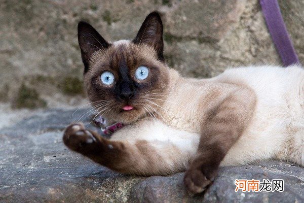 十大宠物猫排名 10大人气最高的宠物猫