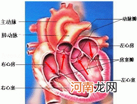 怎么区分乳房疼还是心脏疼