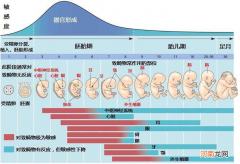 受精卵是如何发育成胎儿的 胚胎发育过程图详解受精卵