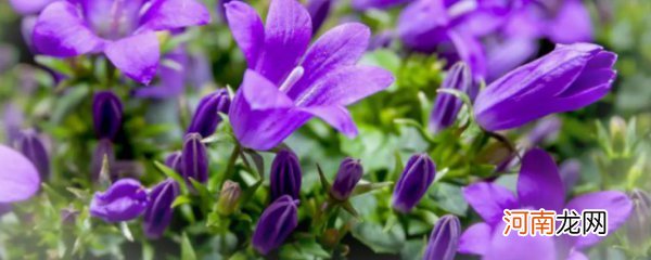 紫色桔梗花的花语 紫边桔梗花的花语