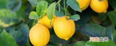 盆栽柠檬的养殖方法和注意事项 养护柠檬树的方法和禁忌