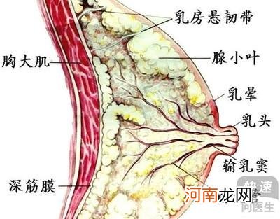 乳腺结节会自己消失吗