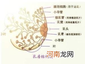 乳房有小结节要治疗吗