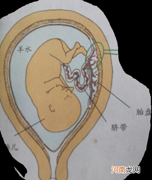 孕妇营养如何补充 胎儿如何获取营养