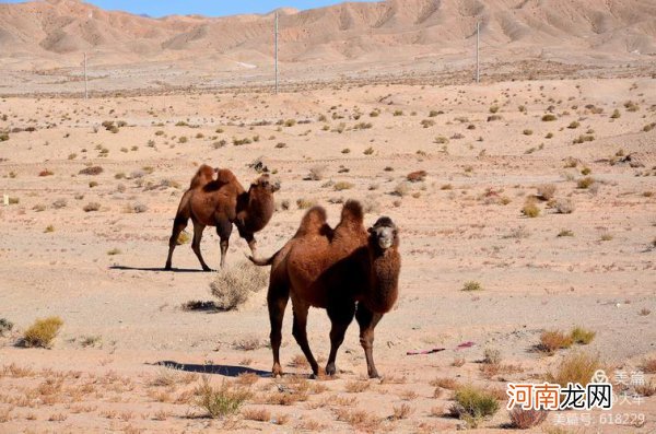 我国仅存的野骆驼在什么地方 当今仅存的野骆驼在中国的什么地方