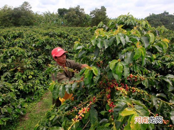 世界上最早种植咖啡的国家是 世界上最早种植咖啡的国家是哪国