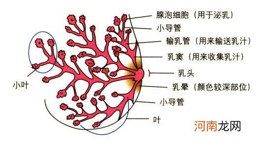 乳腺4a类一般良性