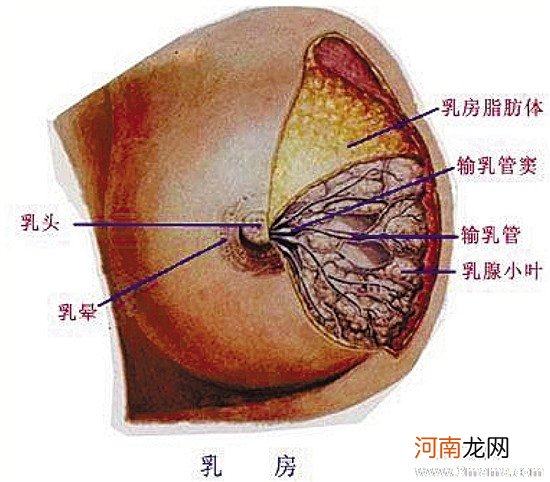 孕晚期乳头可以挤出水