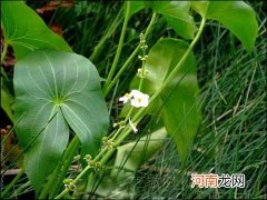 孕妇不能吃哪些蔬菜 10种食物孕妇要少吃或不吃