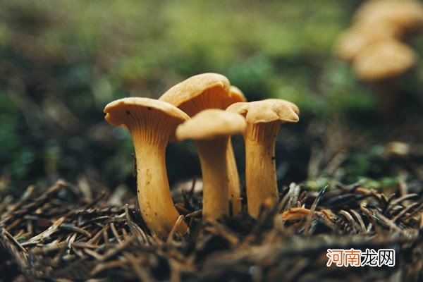 菌菇类为什么会回奶 小编为大家解开这个谜题