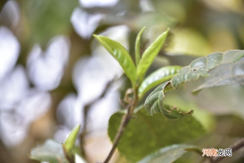 易武凤凰窝古树茶 凤凰窝古树茶是哪里